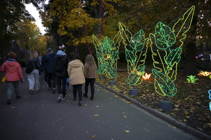 Wystawa Garden of Lights: Dzika Azja we wrocławskim zoo, październik 2024